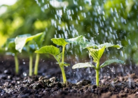 Cultivos bien nutridos para lograr alimentos más saludables