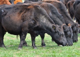 Cómo alcanzar más kilos de carne en la Cuenca del Salado