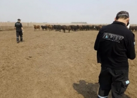 La AFIP secuestró 2358 toneladas de granos por irregularidades en un feedlots