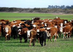 En los primeros ocho meses del año creció 4,49% la oferta de carne