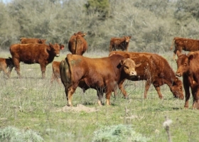 Creció el stock ganadero en 650.000 cabezas y un experto pidió liberar las exportaciones