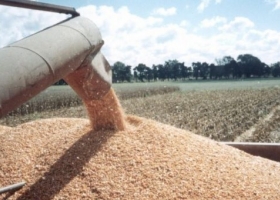 Argentina tendría el mayor volumen histórico en maíz almacenado