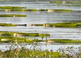 Contaminación normativa: CRA y FAA recordaron que ya existe legislación diseñada para proteger a los humedales