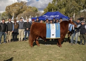 Se eligieron los Grandes Campeones de Primavera de la raza Angus