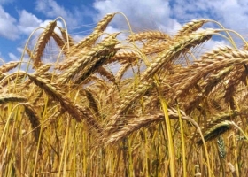 En Entre Ríos para el trigo se estima una caída de 200 kg/ha en el rinde potencial