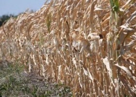 Santa Fe debate una nueva ley de emergencia agropecuaria que alcanza a los arrendatarios