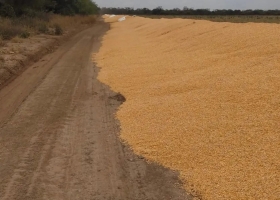 Ingresaron en moto a un campo y rompieron silobolsas con granos por $27 millones
