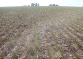 Estamos sin rebrotes en el 100% de los lotes”: preocupa la falta de pasto en el oeste bonaerense
