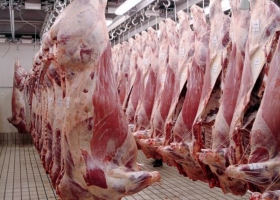 La faena sigue deslizándose suavemente hacia arriba