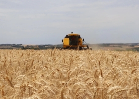 La coyuntura triguera local desafía el empalme de cosechas