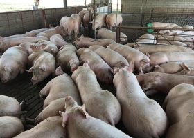 Por la liquidez que dio el dólar soja hay menos venta de maíz y afecta a feedlots avícolas y porcinos