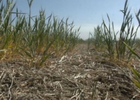 En todo el país hay más de 141 millones de hectáreas con sequía y está afectado el 30% del trigo