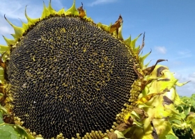 Incertidumbre productiva y caída de precios de girasol para la campaña 2022/23