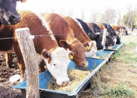 La falta de maíz suma otro problema para la producción de carne