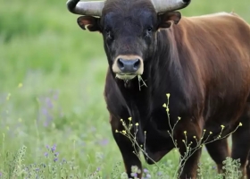 Argentina exportará semen bovino a la Unión Económica Euroasiática