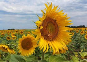 Girasol la siembra ya cubre el 48,2% del área proyectada