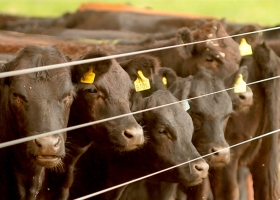 Brusca caída de los precios de la hacienda en pie a lo largo de octubre
