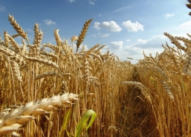 Heladas golpean cosecha argentina de trigo, que sería de apenas 14 millones de toneladas