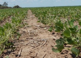 Histórico el retraso en la siembra soja es del 45% y alertan por una drástica caída en la inversión del cultivo