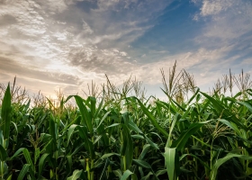 El peor escenario en la zona agrícola núcleo desde la aparición de la siembra directa