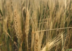 Las ventas de trigo nuevo en septiembre y octubre son las más bajas de la década