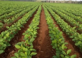 Lento inicio de la siembra de soja en Santa Fe por falta de humedad en los suelos