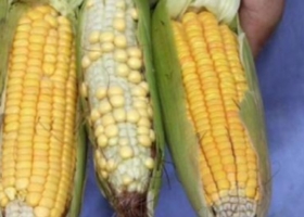 Alerta para el segundo trimestre de 2023: La oferta brasileña de maíz temprano tampoco será abundante