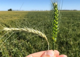 Derrumbe la Argentina tendrá casi la mitad del trigo que el año pasado y una millonaria pérdida