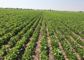 Caería el área sembrada con soja en Entre Ríos