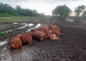 Horror en Formosa un rayo fulminó a 65 terneros dentro de un corral