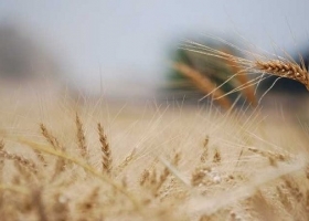 Bahía Blanca significativas mermas en el rinde potencial del trigo