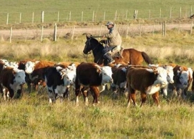 La intensificación en ganadería vacuna es la clave para lograr más calidad y kilos de carne
