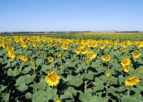 En Bahía Blanca avanza la siembra de girasol