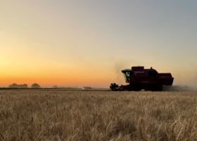 Está a un paso de finalizar la cosecha de trigo en el NOA y los pocos productores que venden lo hacen a precio lleno pizarra Rosario