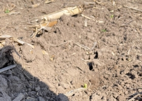 Siguen sin aparecer pronósticos de precipitaciones abundantes que corten la sequía en las zonas afectadas