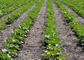 Girasol mejoraron los perfiles y casi 90% de los cultivos están en buen estado