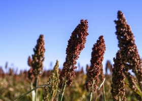 La siembra de sorgo va firme en Entre Ríos y Santa Fe