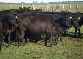 Una técnica permite afrontar lo peor de la sequía para las vacas