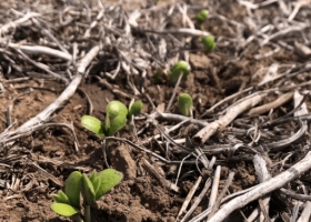 El cultivo de soja está colapsando en la principal región productiva argentina