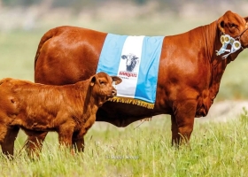 Una firma paraguaya pagó $10,5 millones por un tercio de una vaca argentina