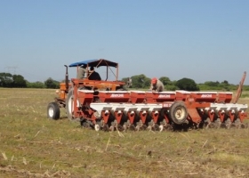 La siembra de sorgo va lenta por la falta de humedad