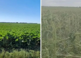 En 10 minutos el granizo dejó una imagen estremecedora en un campo sembrado