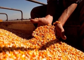 Por la sequía el Gobierno prorrogó por 180 días exportaciones de maíz