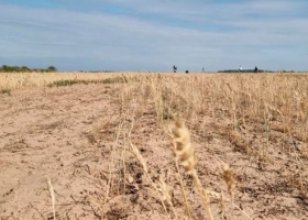 La sequía trituró la cosecha boliviana de trigo y productores piden al gobierno que apruebe el evento HB4