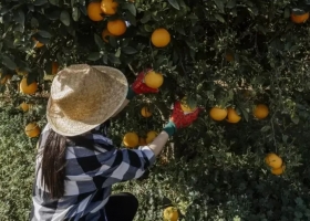 En 2023 faltarán naranjas y están en riesgo los duraznos