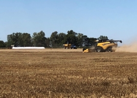 Con los rindes más bajos en 12 años la producción de trigo sigue cayendo
