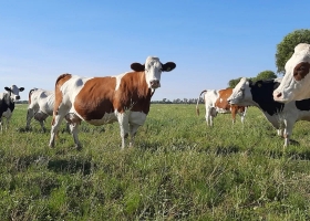 Las razas que abren nuevas posibilidades para producir leche