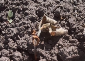 Muerte de plántulas de soja, floración anticipada y hasta síntomas de fitotoxicidad en las zonas afectadas por sequía de la región núcleo pampeana