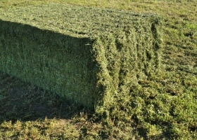 En noviembre, el maíz pisingallo y la alfalfa tuvieron mejores números que los “grandes” del agro