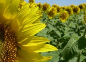 Se conoció el ganador del primer lote de girasol de la cosecha 2022/23